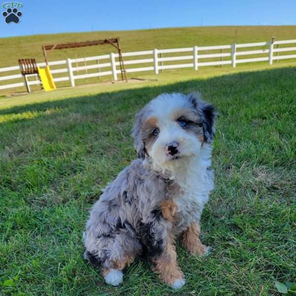 Violet, Australian Mountain Doodle Puppy